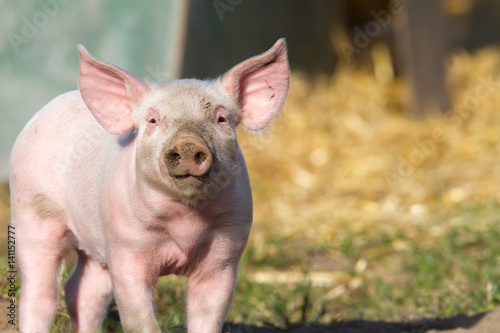 Portrait eines Ferkel vor seinem Stall