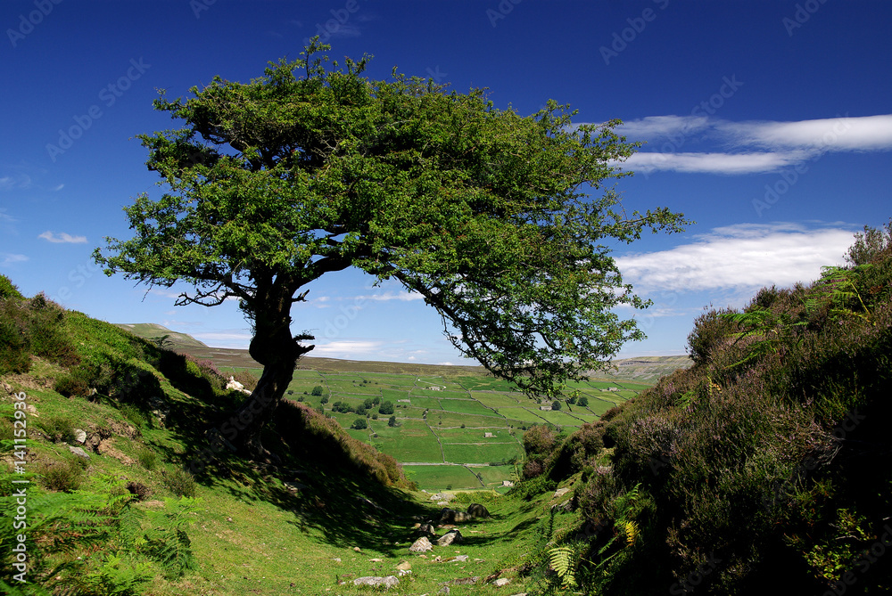 Hawthorn in the Yorkshire Dales Hawthorn in the Yorkshire Dales