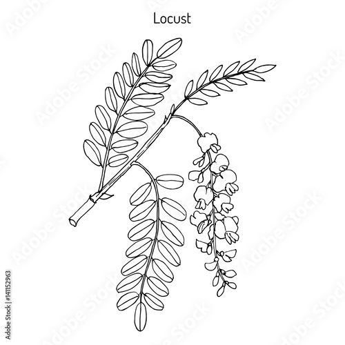 Robinia pseudoacacia, or black locust