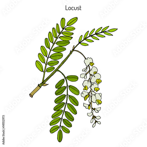 Robinia pseudoacacia, or black locust