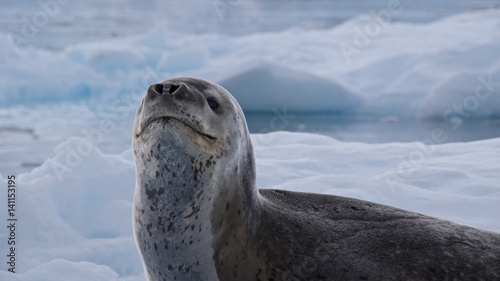 Leopard seal looking up on the iceberg in Antarctica