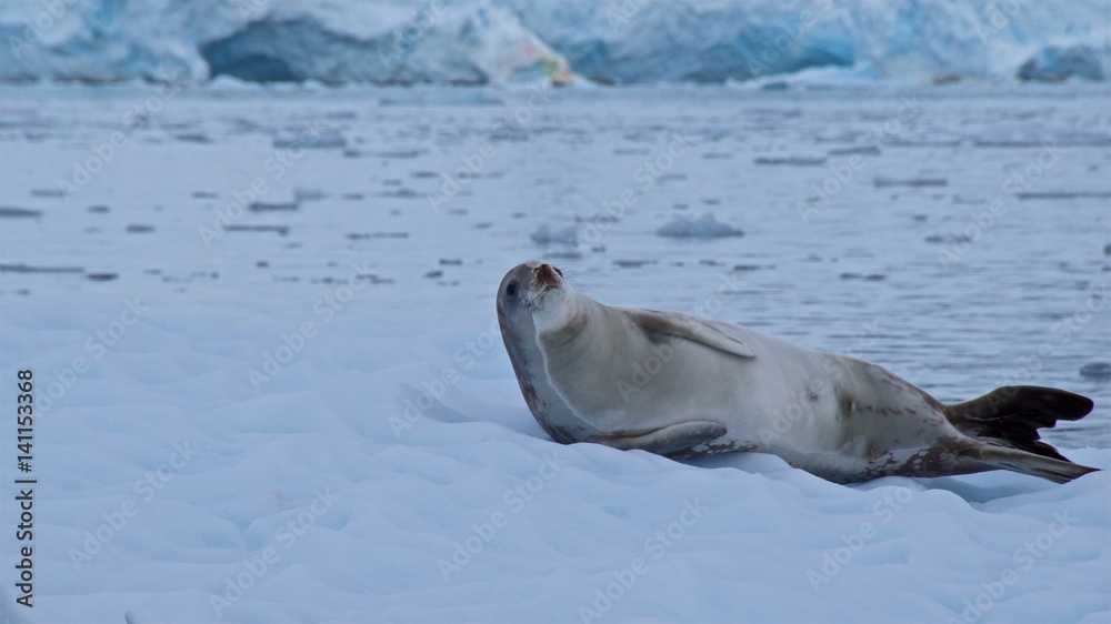Obraz premium Crab-eating seal sunbathing on the iceberg in Antarctica