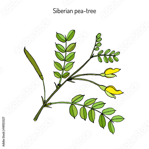 Siberian peashrub caragana arborescens  photo