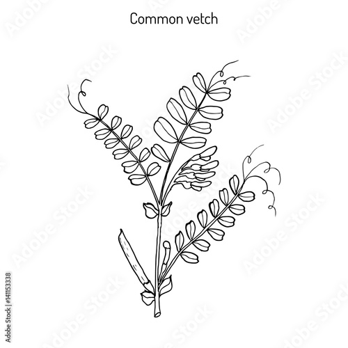 The vetch vicia sativa 