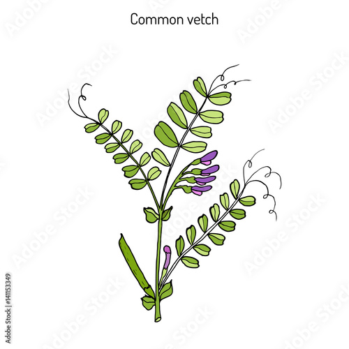 The vetch vicia sativa 