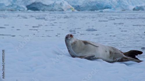 Crab-eating seal sunbathing on the iceberg in Antarctica