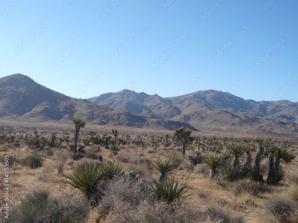 Naklejka premium Joshua Trees in the desert