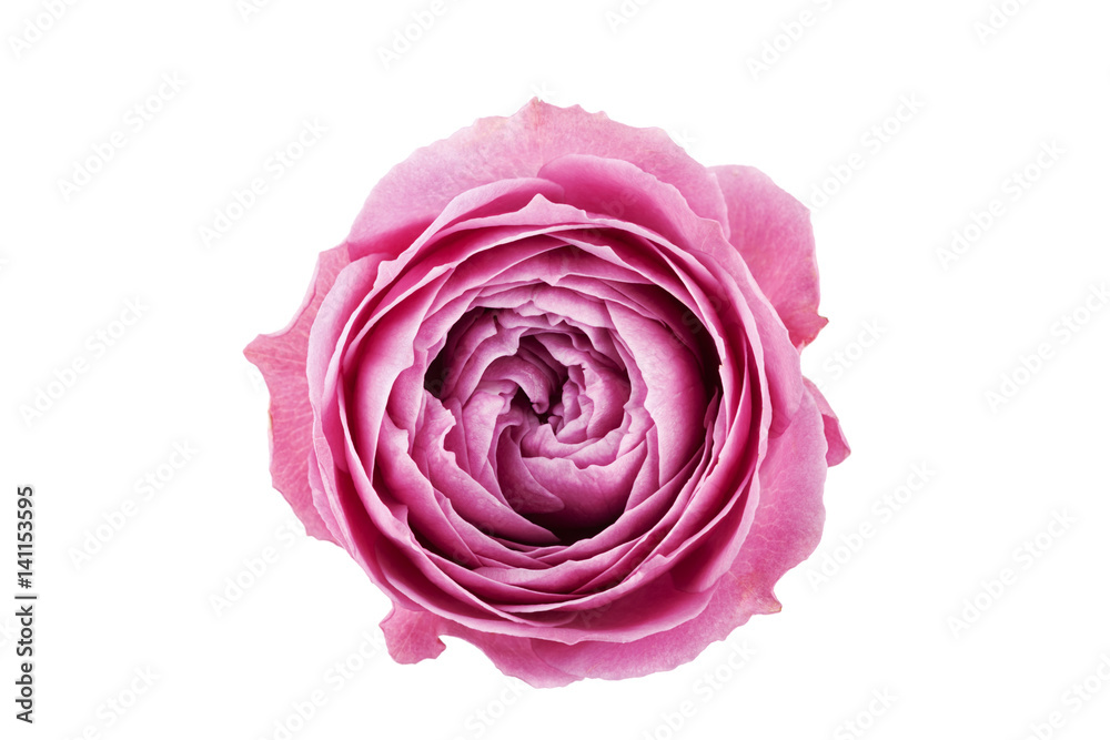 Beautiful rose flower isolated on white. Beautiful rose flower isolated on white.