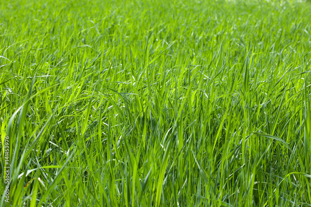 Obraz premium Green grass field