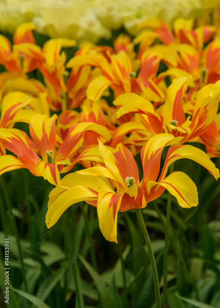 Fototapeta premium Red yellow blossomed tulips in spring Keukenhof Gardens. Exquisite varieties of tulips