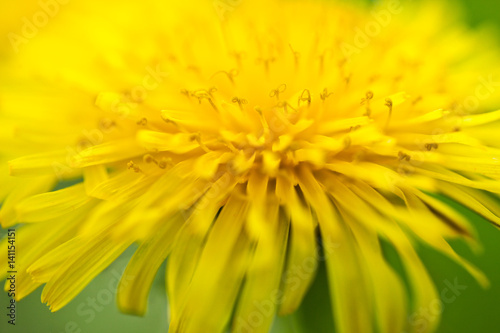 Dandelion on macro closeup
