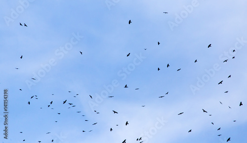 Canvas Print A flock of raven birds on a blue sky