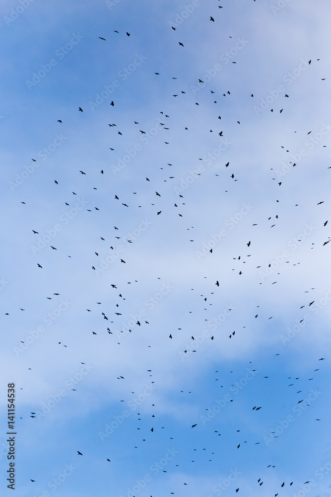A flock of raven birds on a blue sky A flock of raven birds on a blue sky