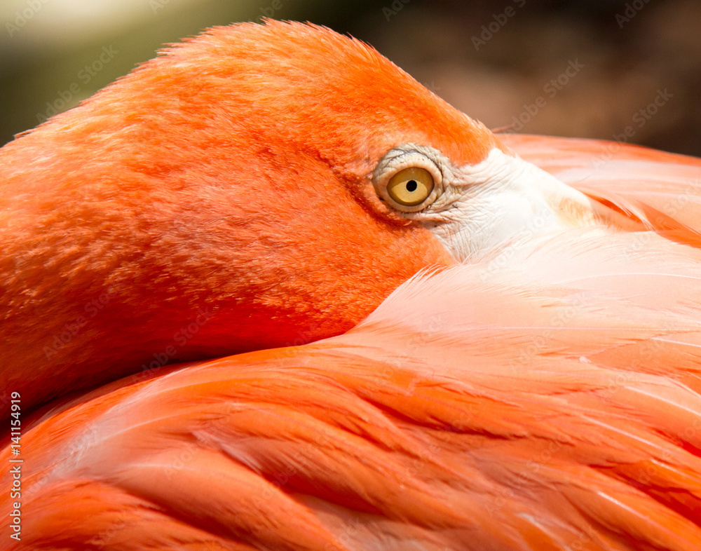 Obraz premium A closeup of a pink flamingo with its beak tucked under its wing.