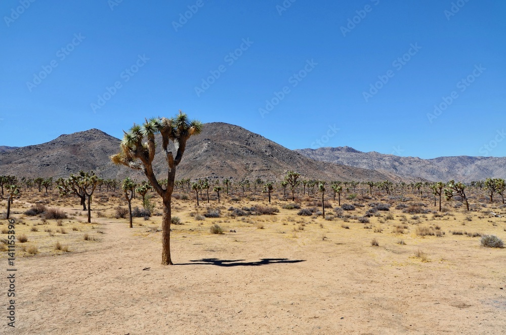 Lone Joshua Tree in the desert