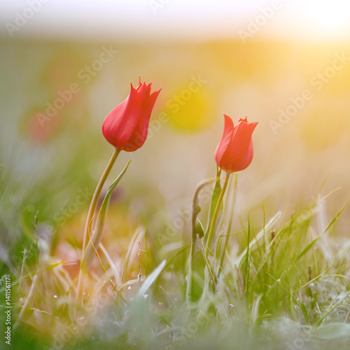 Fields of wild steppe tulips on a cloudy morning. Red wild tulips (Tulip Schrenk)  spring in State nature biosphere reserve 