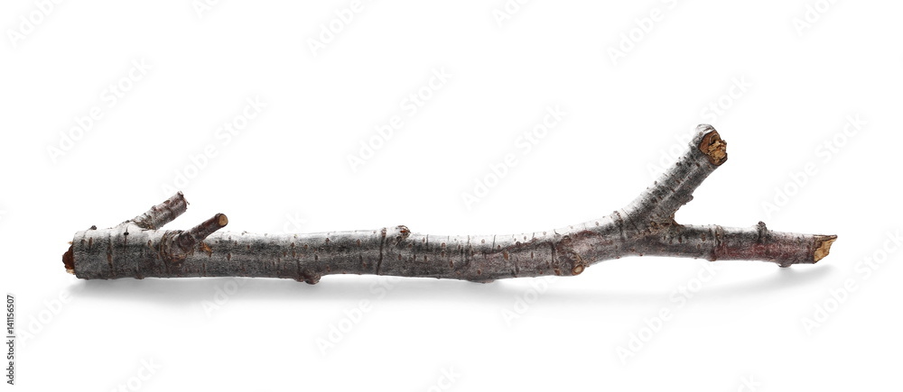 Obraz premium dry rotten branch isolated on white background 