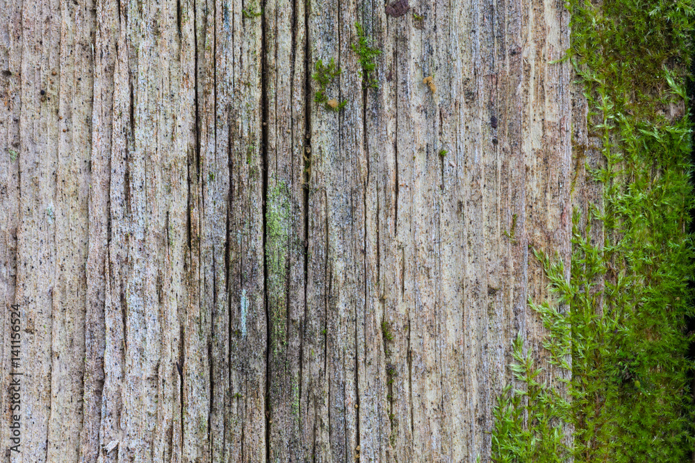 Old wooden wall with green moss