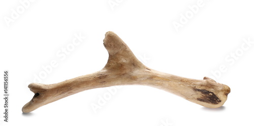 dry rotten branch isolated on white background 