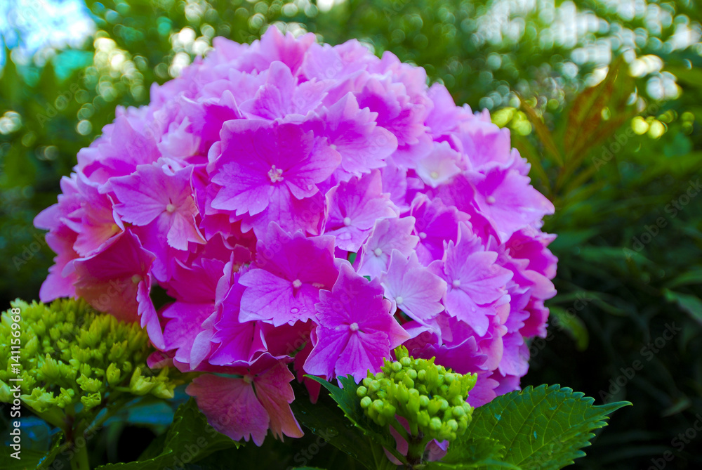 Fresh blue Hydrangea flower_ Baden-Baden, Germany. Fresh blue Hydrangea flower_ Baden-Baden, Germany.