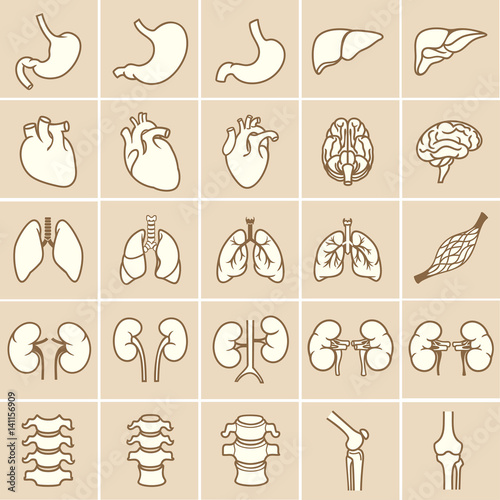 Internal human organs. Anatomy set illustration. Vector of outline medical icons for infographic.