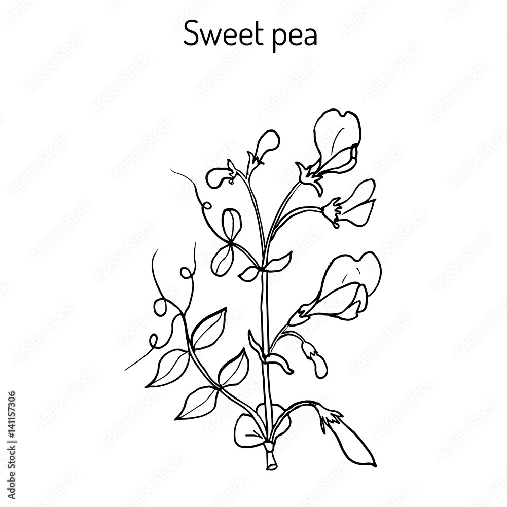 Sweet pea Lathyrus odoratus 