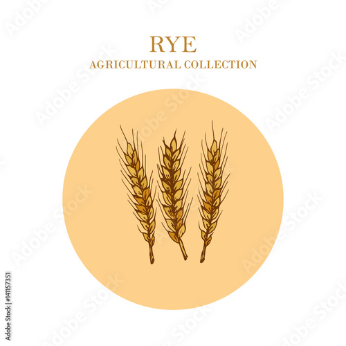 Ears of rye crop. Agricultural collection