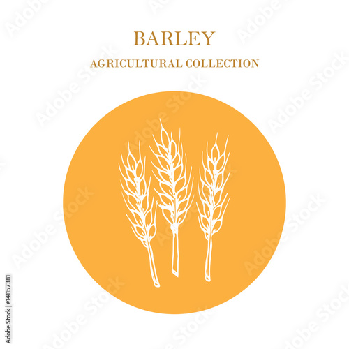 Agricultural collection. Barley 