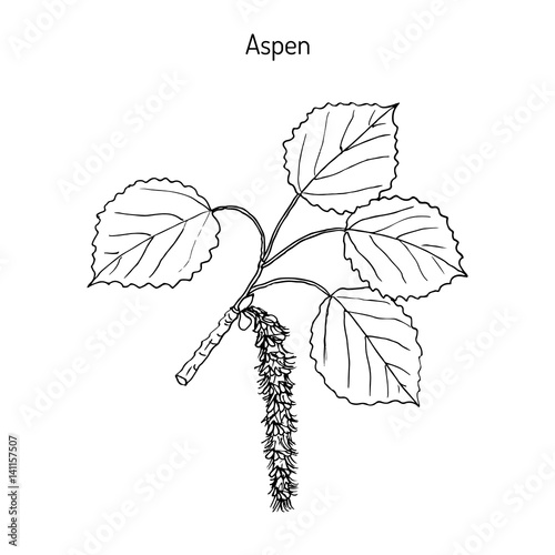 Aspen Populus tremula 