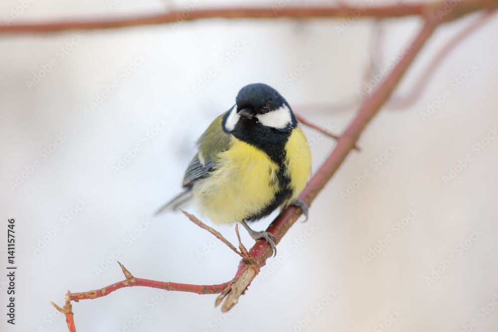 Portrait of a tit