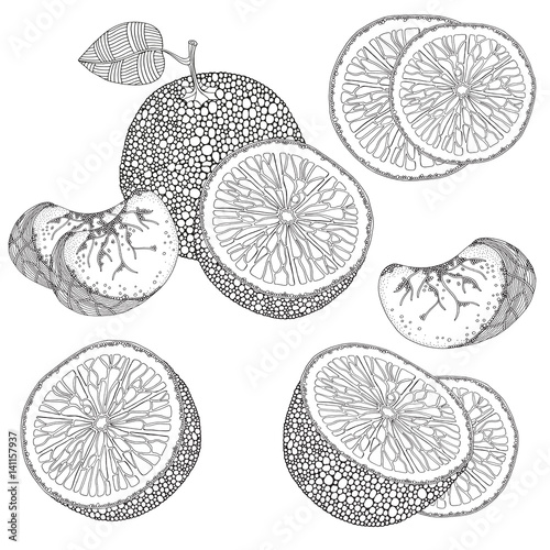 Set of oranges fruits on a white background. © ImHope