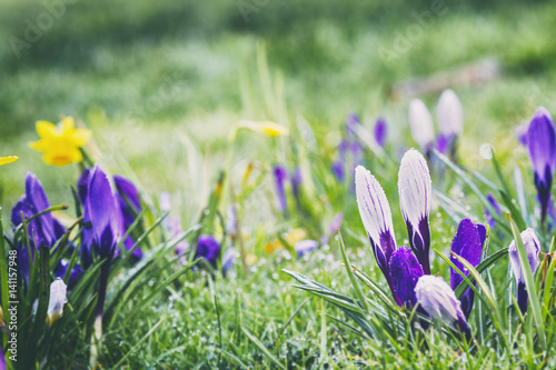 Colourful Spring Flowers on Wet Green Grass