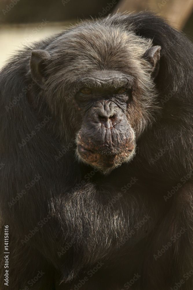 Chimpansee is sitting with his arms crossed Chimpansee is sitting with his arms crossed