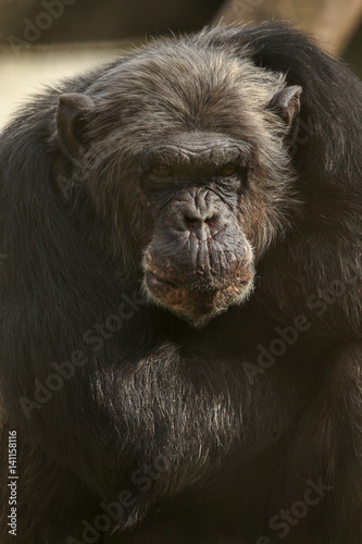 Chimpansee is sitting with his arms crossed