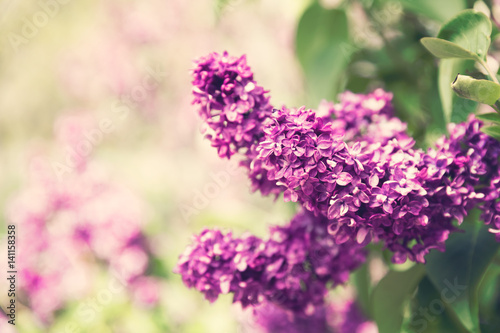 Lilac flowers spring blossom