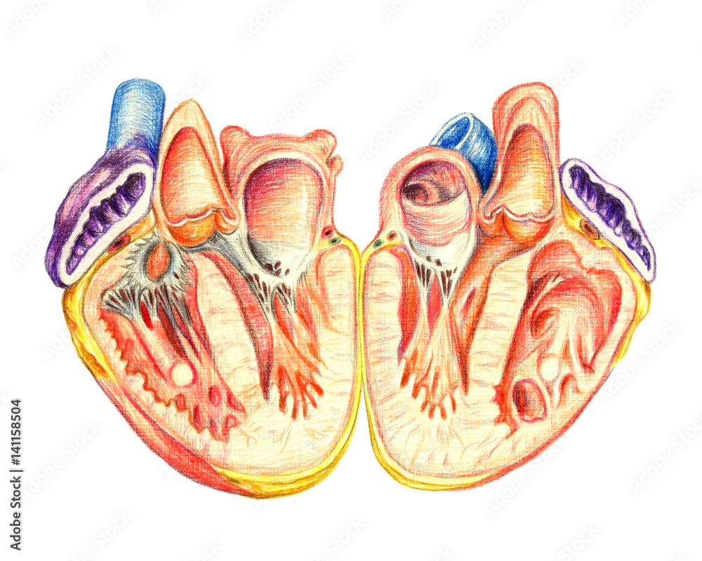 41,600+ Human Heart Illustrations, Royalty-Free Vector Graphics & Clip Art  - iStock | Human heart illustration, Human heart icon, Human heart vector