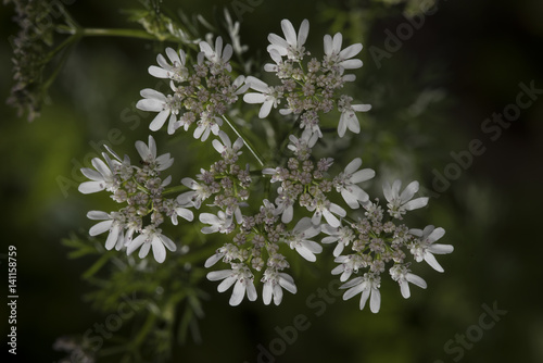 Very small white flowers