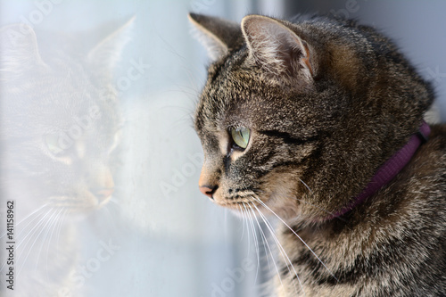 Fototapeta Naklejka Na Ścianę i Meble -  Close-up of a cat sitting near the window - with its reflection in the glass
