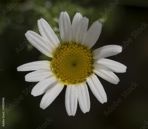 A white margaret flower