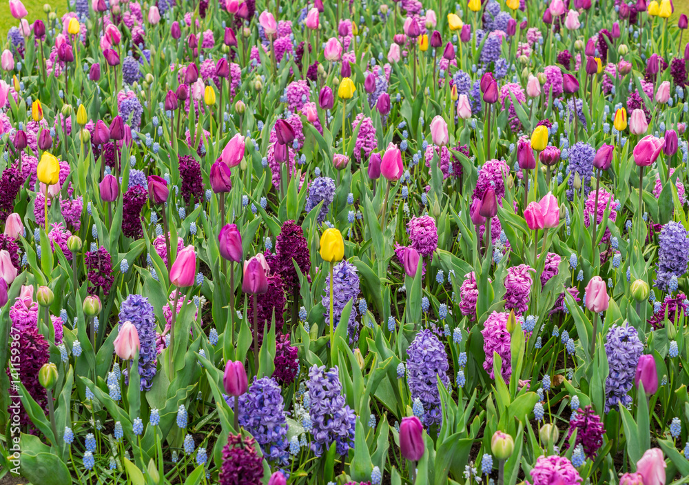 Colourful Tulips and Hyacinth Flowerbed background in an Spring Formal Garden, retro toned