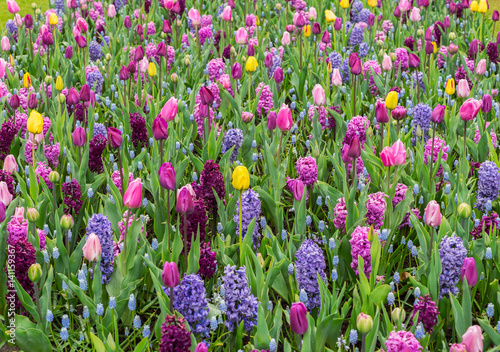 Colourful Tulips and Hyacinth Flowerbed background in an Spring Formal Garden, retro toned