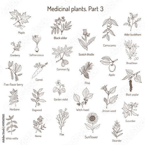 Vintage collection of hand drawn medical herbs and plants. Botanical set