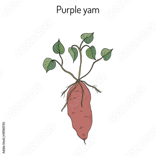 Purple yam Dioscorea alata 