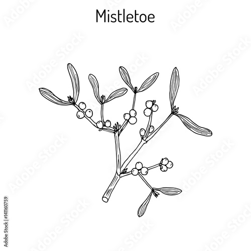 White mistletoe Viscum album or European mistletoe or common mistletoe