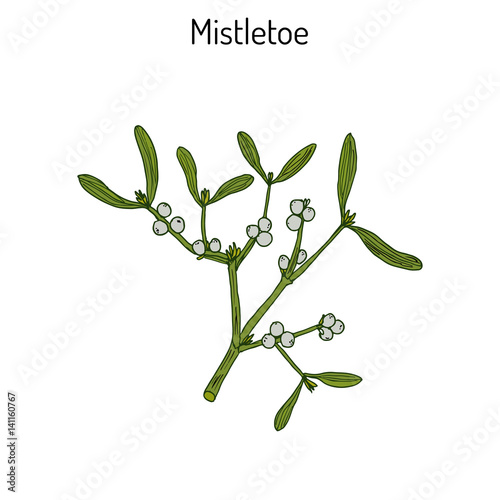 White mistletoe Viscum album 