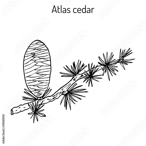 Branch of a Atlas Cedar Cedrus atlantica Glauca 
