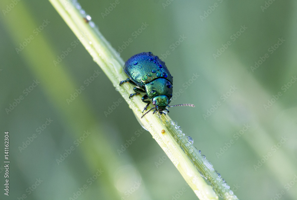 Fototapeta premium Green chrysolina
