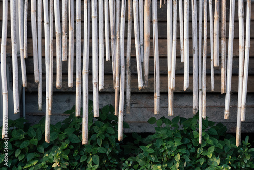 Cut bamboo background