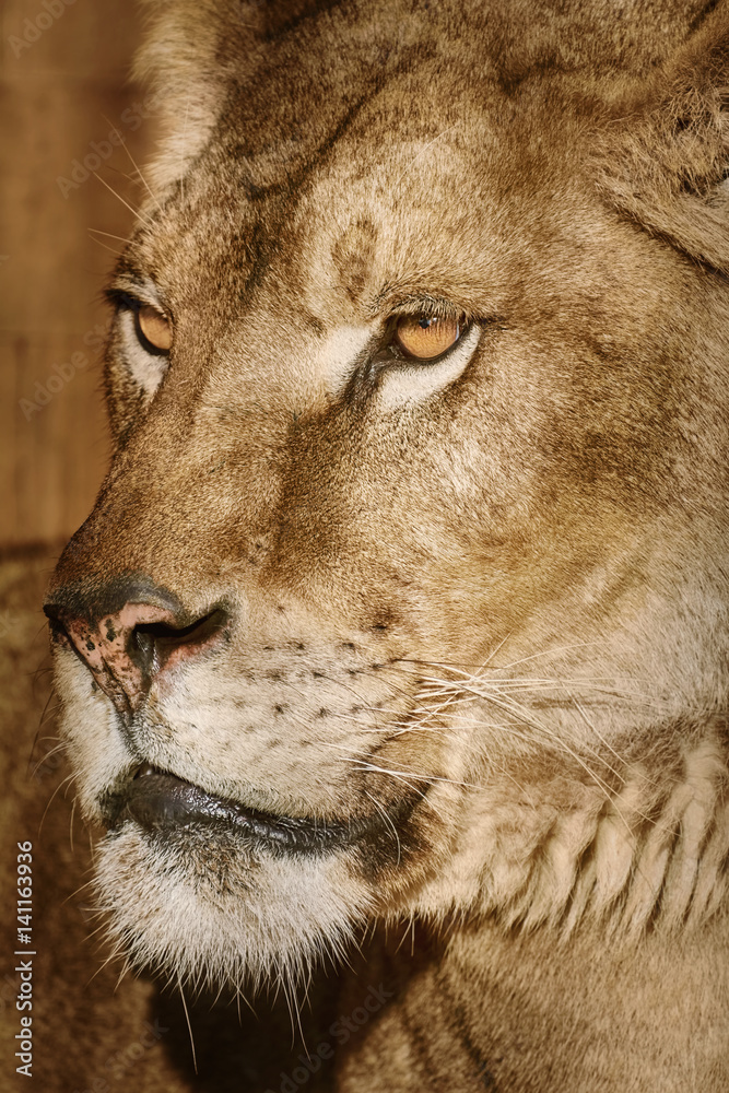 Fototapeta premium Portrait of Lioness
