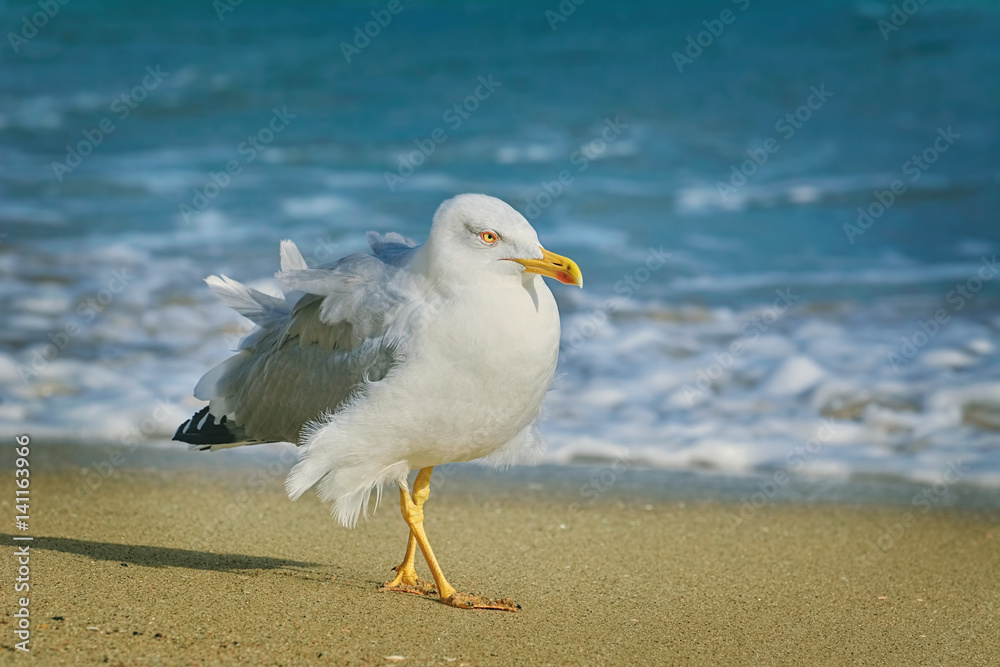 Obraz premium Seagull Walking by the Beach